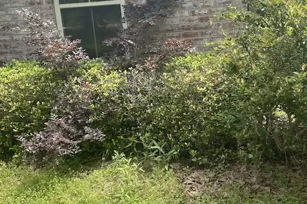 Professional Landscape Services