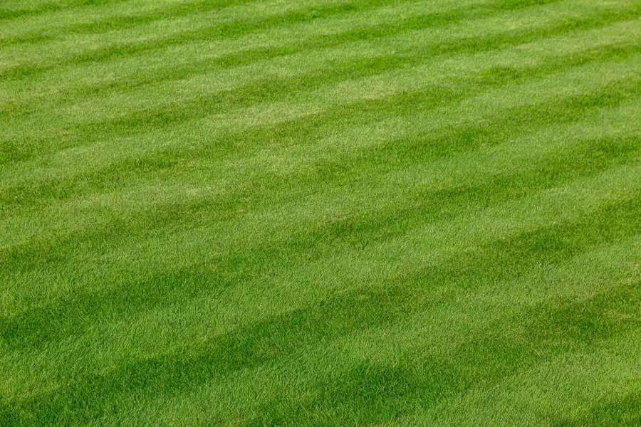 Experienced Lawn Care Services Downsville LA Experienced Lawn Care Services Downsville LA